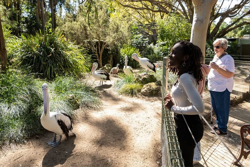 Adelaide Zoo: Keeper for a Day - Which animals might you meet?
