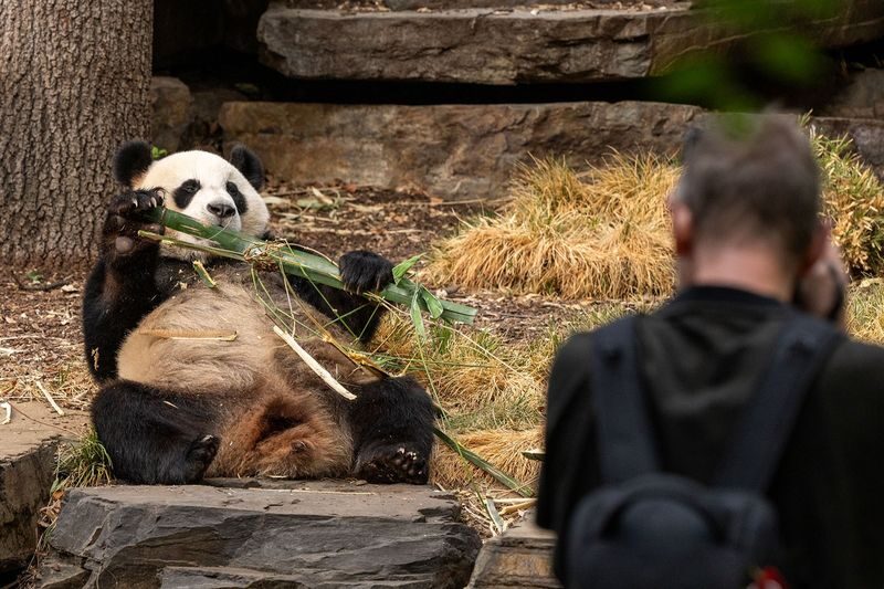 Adelaide Zoo Panda and Friends Tour (with Entry) - What to know before you book