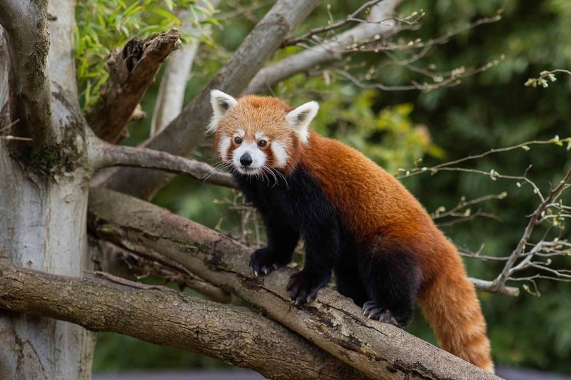 Adelaide Zoo Panda and Friends Tour (with Entry) - A quiet start in Adelaide Zoo’s Bamboo Forest