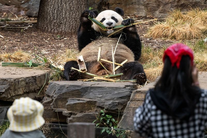 Adelaide Zoo Panda and Friends Tour (with Entry) - Seeing Yi Lan and Xing Qiu before the crowds