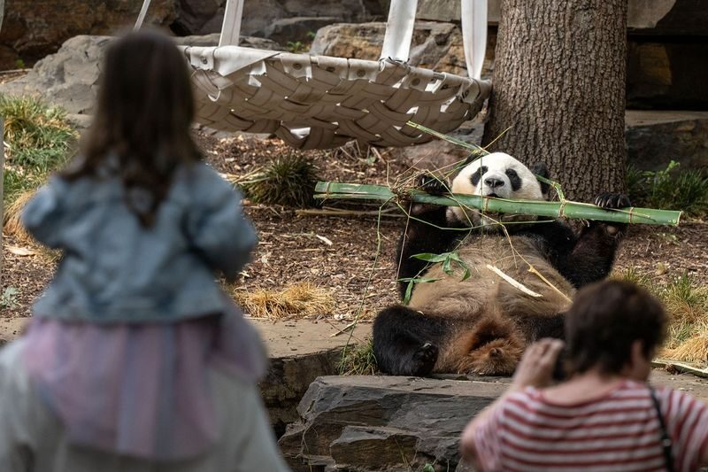 Adelaide Zoo Panda and Friends Tour (with Entry) - Morning tea at Wisteria Café