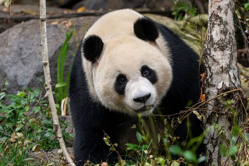 Adelaide Zoo Panda and Friends Tour (with Entry) - What the price includes, and who gets good value