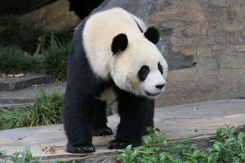 Adelaide Zoo Panda and Friends Tour (with Entry) - Practical details for the morning