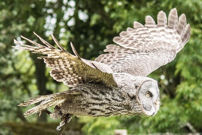 Admission Pass to Eagle Heights in Kent - Inclusions and Accessibility