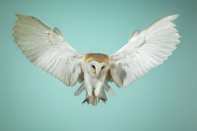 Admission Pass to Eagle Heights in Kent - Wildlife Displays and Shows