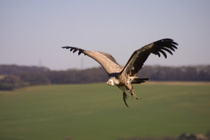 Admission Pass to Eagle Heights in Kent - Conservation Efforts and Impact