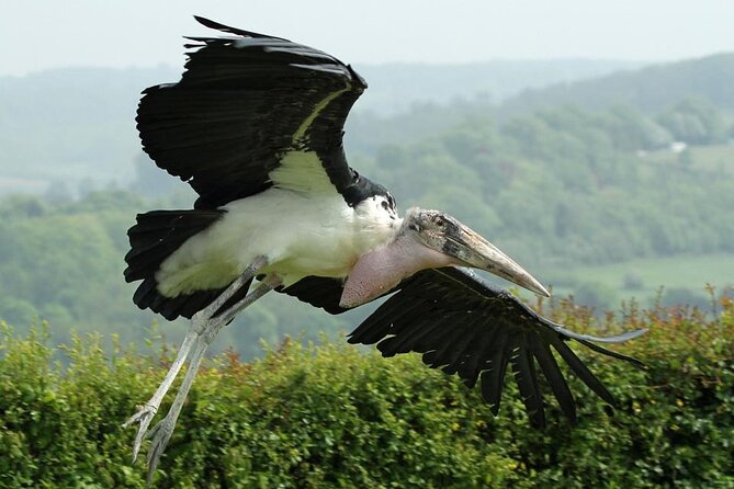 Admission Pass to Eagle Heights in Kent - Visitor Experience and Recommendations