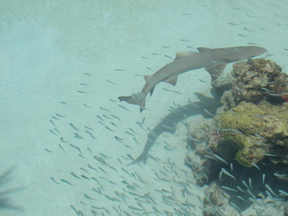 Admission Ticket to Coral World Ocean Park & Coki Beach - Overview of Coral World Ocean Park