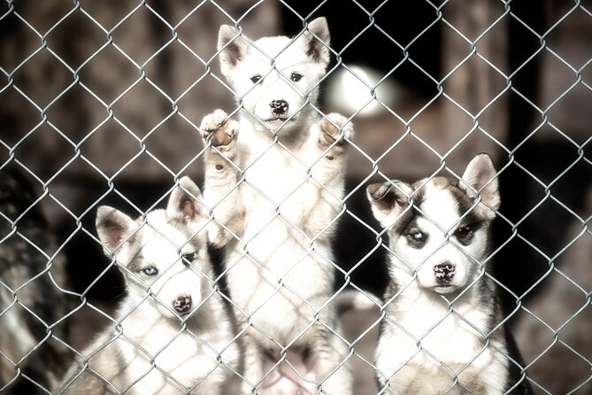Admission Ticket to Fjälläventyr Dog Park - What To Expect