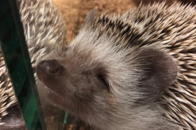 Admission to Hedgehog Cafe in Harajuku - Overview and Experience