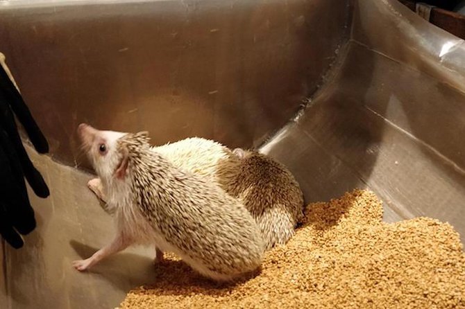 Admission to Hedgehog Cafe in Harajuku - Meeting and Pickup