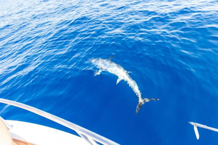 Adriatic Tuna Fishing Adventure With Nautica Massetti - Good To Know
