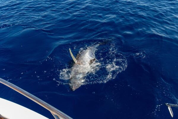 Adriatic Tuna Fishing Adventure With Nautica Massetti - Safety Guidelines