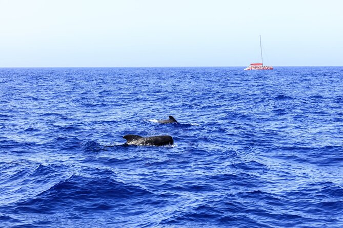 Adults Only Tenerife Freebird Whale Dolphin Catamaran With Lunch - Customer Support