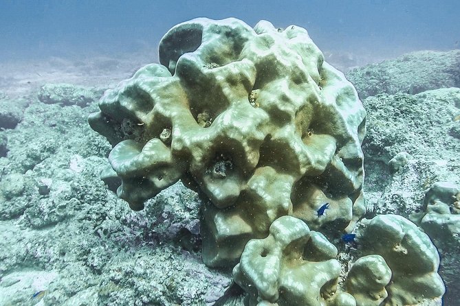 Advanced Open Water Dive Certification in Tamarindo - Dive Options