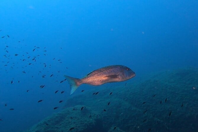 Advanced Open Water Diver Course - Equipment and Gear