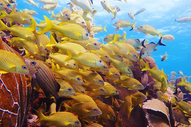 Advanced Open Water Diver Course PADI in Playa Del Carmen - Course Details
