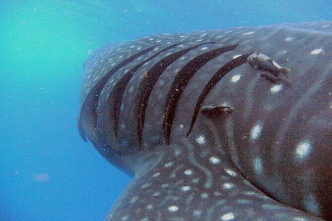 Adventure and Snorkel with the Whale Shark departing from Cancun - Good To Know
