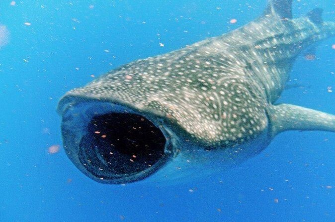 Adventure and Snorkel with the Whale Shark From Playa del Carmen - FAQ