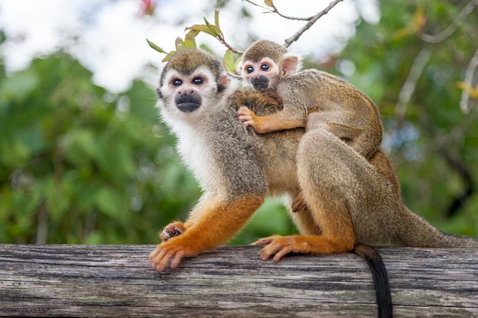 Adventure Bundle: Monkeyland, Ziplines & Buggies Punta Cana - Immersive Experience With Excitement and Culture