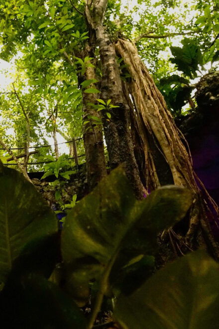 Adventure Cenote Tour With Kayak & Zipline - Experience Highlights