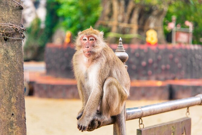 Adventure Combo- Rafting 5 Km, Flying Fox, Jungle Walk With Thai Lunch on Sale - Adventure Combo Details