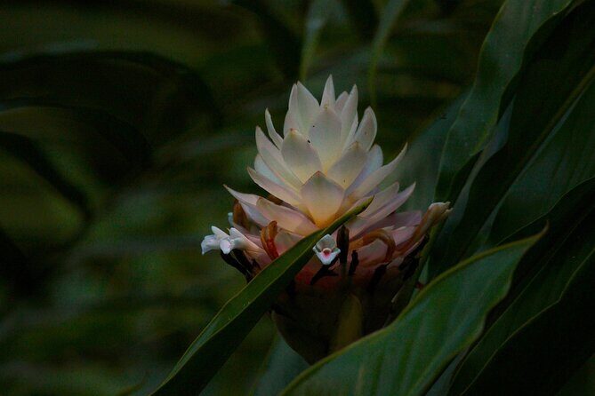 Adventure DE Ziplines and Exotic Gardens EN Huatulco - What the Reviews Tell Us