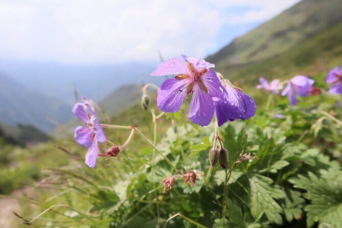 Adventure & Hike in Ala Archa National Park & Bishkek City Tour - The Sum Up