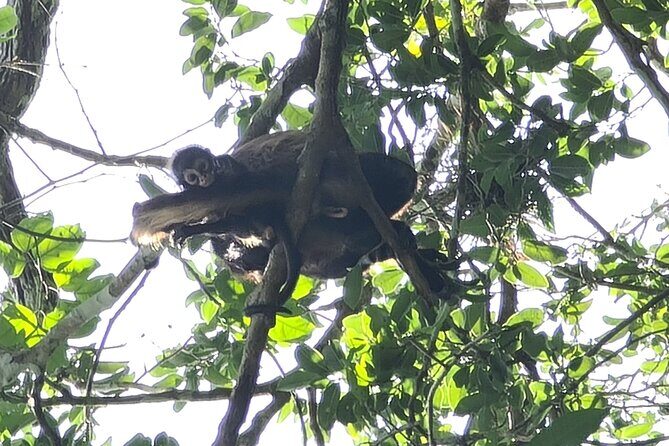 Adventure in Calakmul departing from Campeche - The Pros and Cons