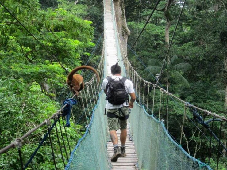 Adventure in the Jungle Zipline, Canopy, Kayak - Booking Details