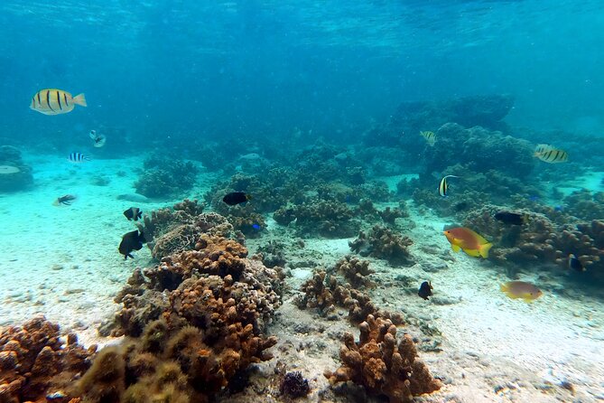 Adventure Kayak Tour in Yambaru, Okinawa  - Cancel 24H Prior & Full Refund - Cancellation and Refund Policy