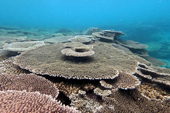 Adventure Kayak Tour in Yambaru, Okinawa  - Cancel 24H Prior & Full Refund - Optional Snorkeling Experience