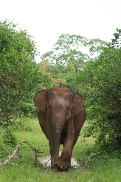 Adventure Odyssey in Sri Lanka - Wildlife Encounters