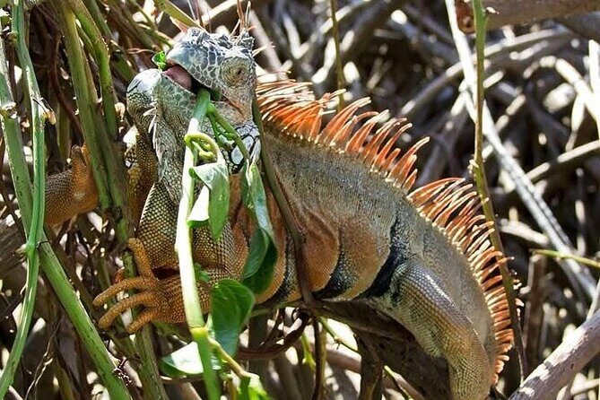 Adventure on the Emerald Coast Ventanilla, Mazunte, Puerto Ángel - FAQ