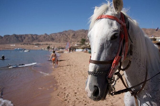 Adventure Safari By Horse In Dahab At Laguna Beach - Meeting and Pickup Information
