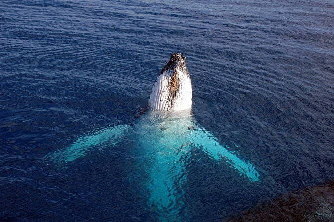 Adventure Sail From Lahaina Harbor - Whale Watching Opportunities
