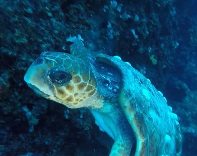 Adventure Tour - 2-Day Rafting and Scuba Diving in Albania - FAQs