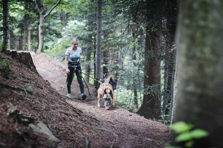 Adventure Tours With Dogs in Beskid Wyspowy - Hike - Pricing Details