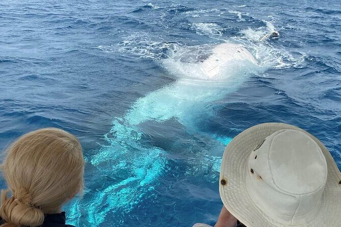 Adventure Whale Watching Tour Mooloolaba - Good To Know