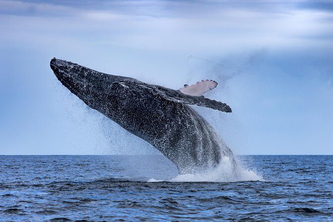 Adventure Whale Watching Tour Mooloolaba - An In-Depth Look at the Adventure Whale Watching Tour in Mooloolaba
