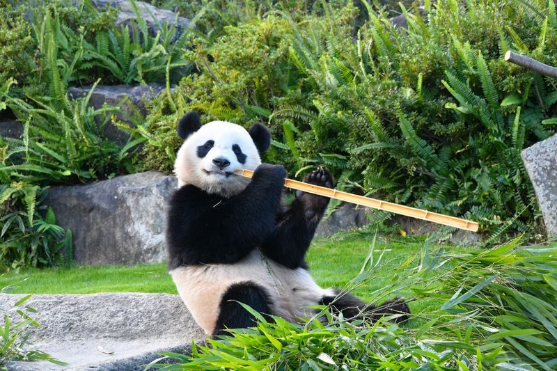 Adventure World Admission Ticket in Wakayama - A park that mixes animals and rides