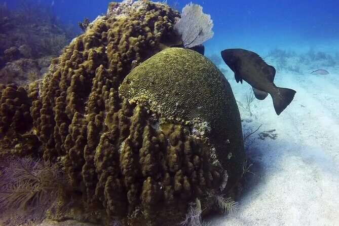 Adventures of the Lost Atlantis Bimini Road - Who Will Love This Tour?