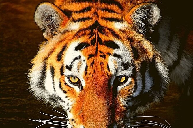 Adventures Ranthambore Wildlife Safari Tour From Delhi With Safari Rides - Pricing and Booking Details