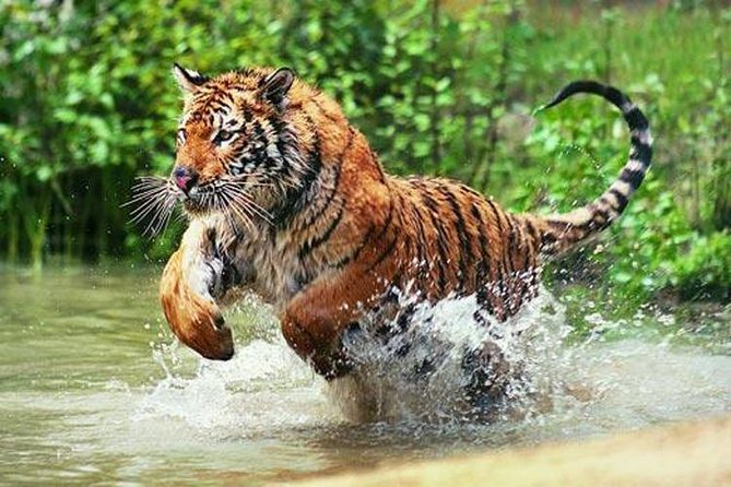 Adventures Ranthambore Wildlife Safari Tour From Delhi With Safari Rides - Tour Pricing and Group Size