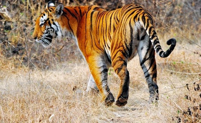 Adventures Ranthambore Wildlife Safari Tour From Delhi With Safari Rides - Duration and Inclusions