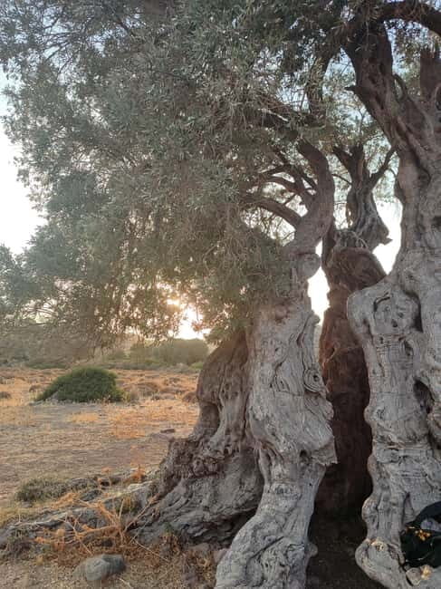 Aegina: Ancient Olive Grove (Eleonas) & Perdika Village Tour - Good To Know
