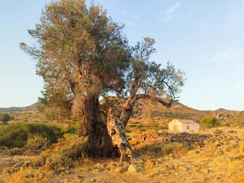 Aegina: Ancient Olive Grove (Eleonas) & Perdika Village Tour - Why This Tour Is Worth Your Time