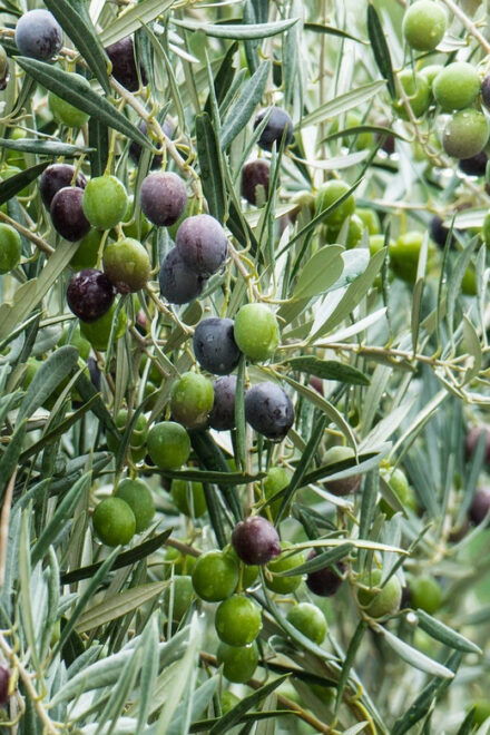 Aegina: Olive Oil Tasting Experience With Local Instructor - What to Expect