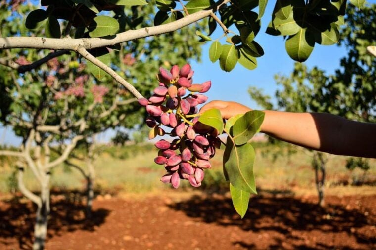 Aegina: Organic Pistachio Orchard Tour with Factory Visit - Duration and Group Size