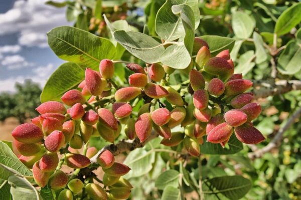 Aegina: Organic Pistachio Orchard Tour With Snacks - Frequently Asked Questions